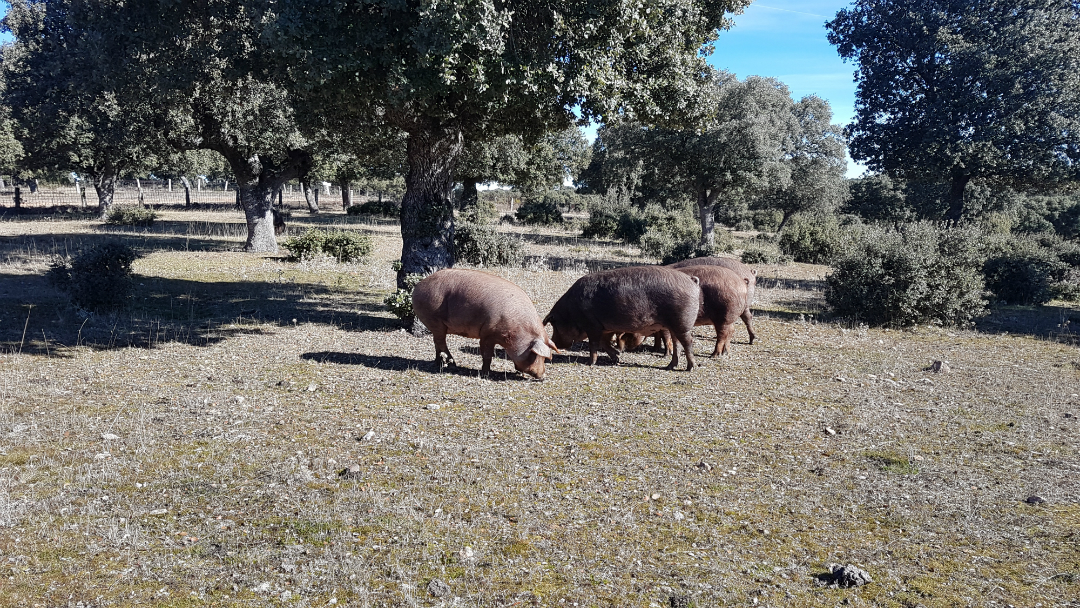 montanera en Blázquez